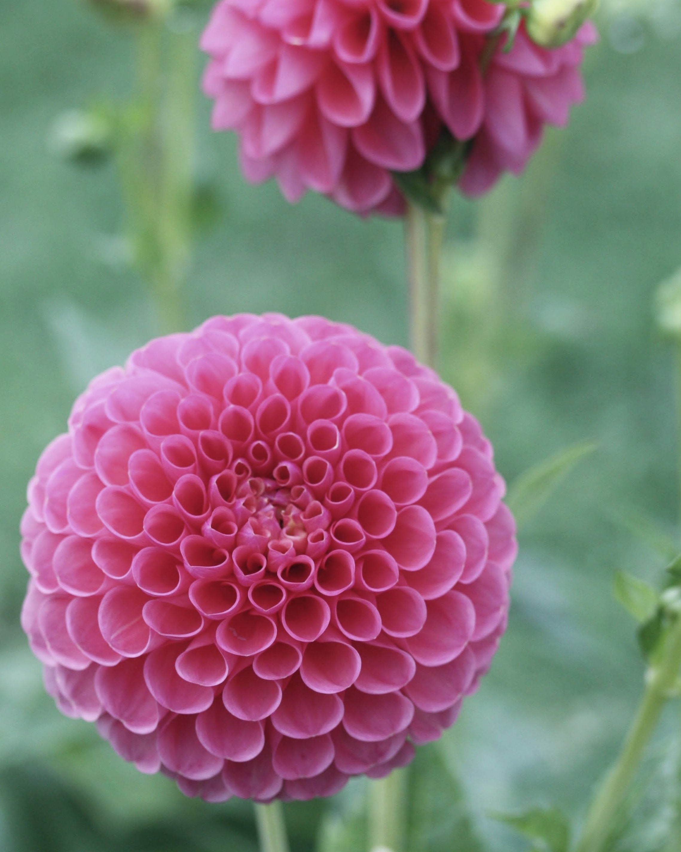 Ballgeorgine Isabel med karakteristisk rosa-lilla rund blomst