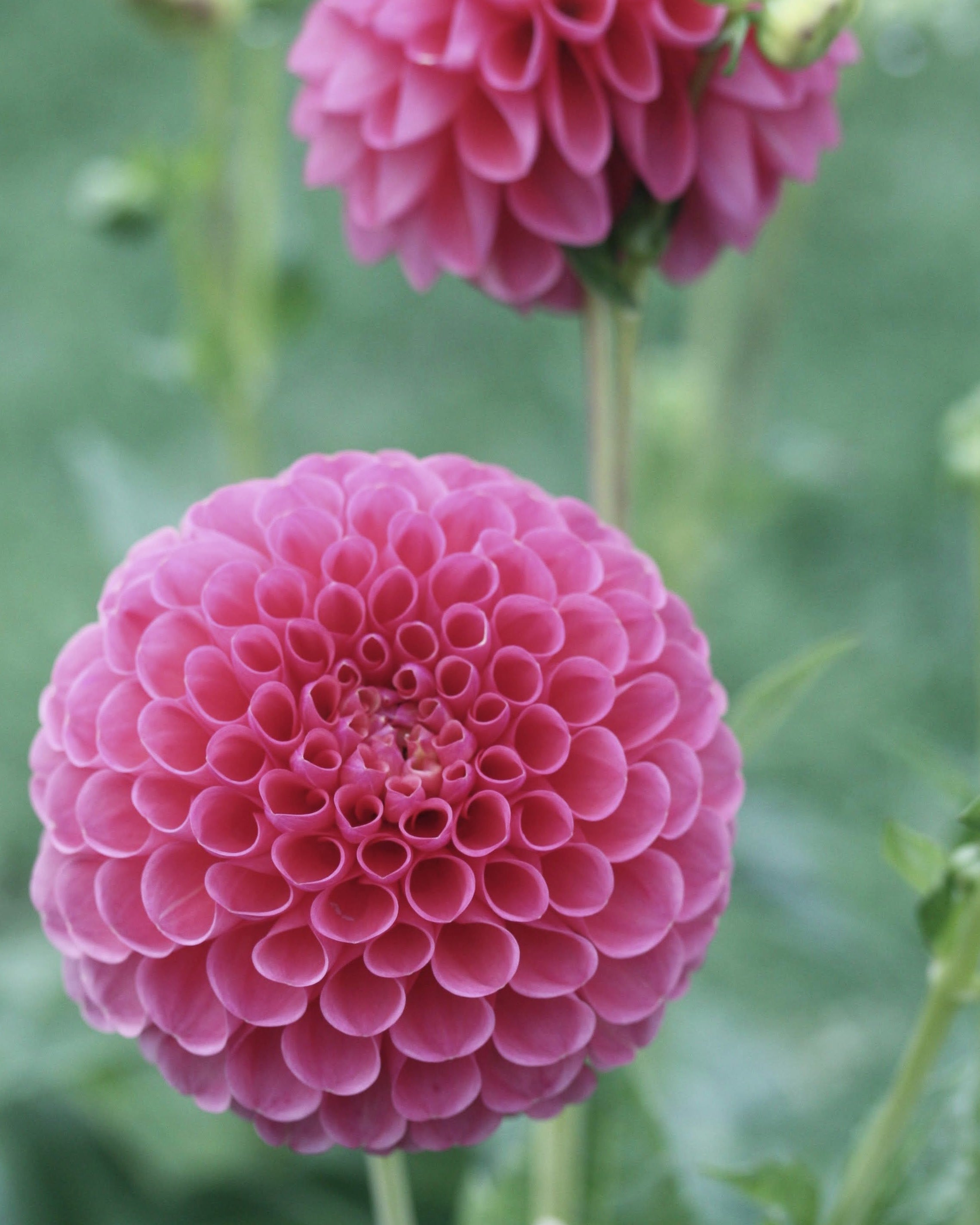 Ballgeorgine Isabel med karakteristisk rosa-lilla rund blomst