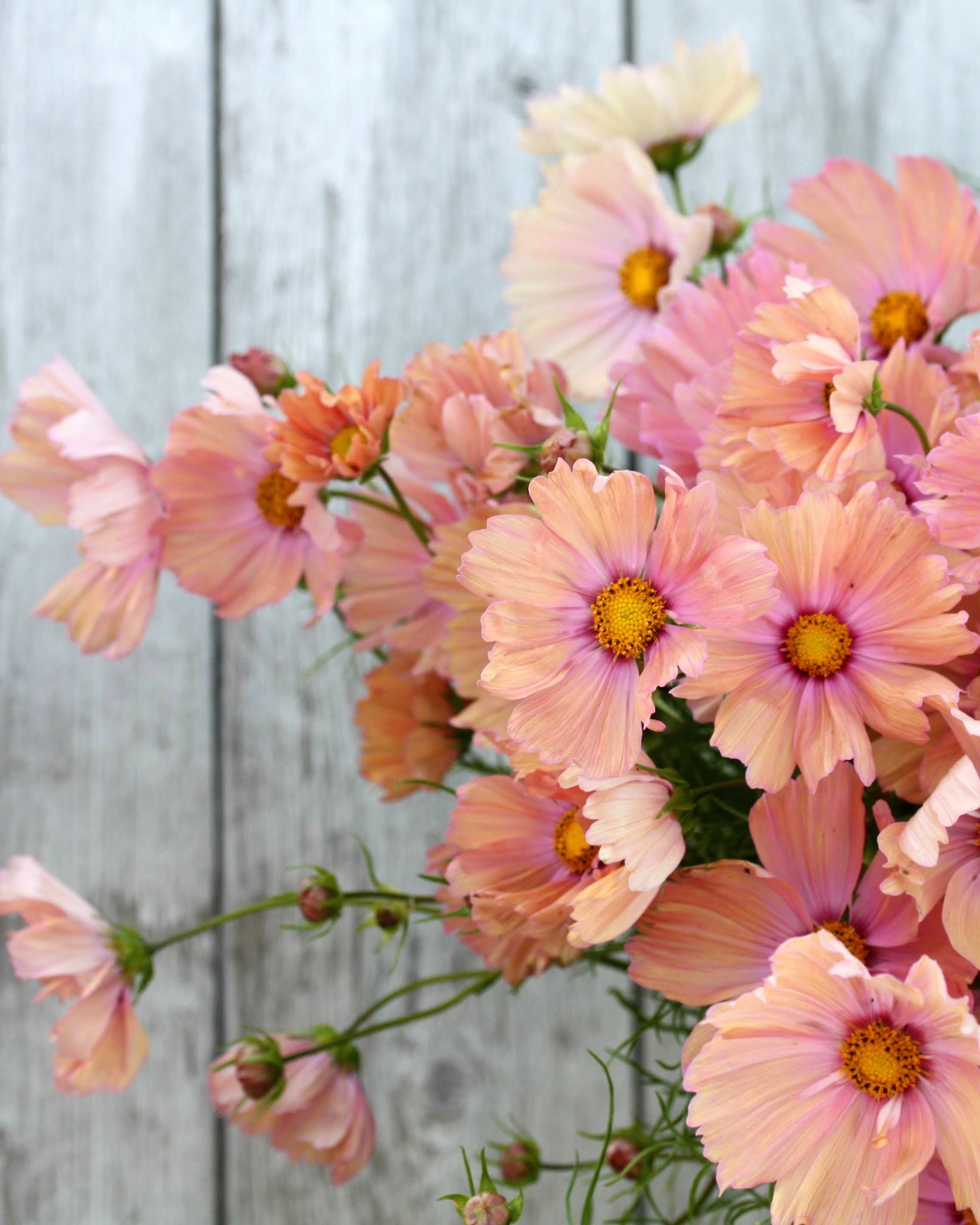 Cosmos Apricotta - nærbilde av blomstene