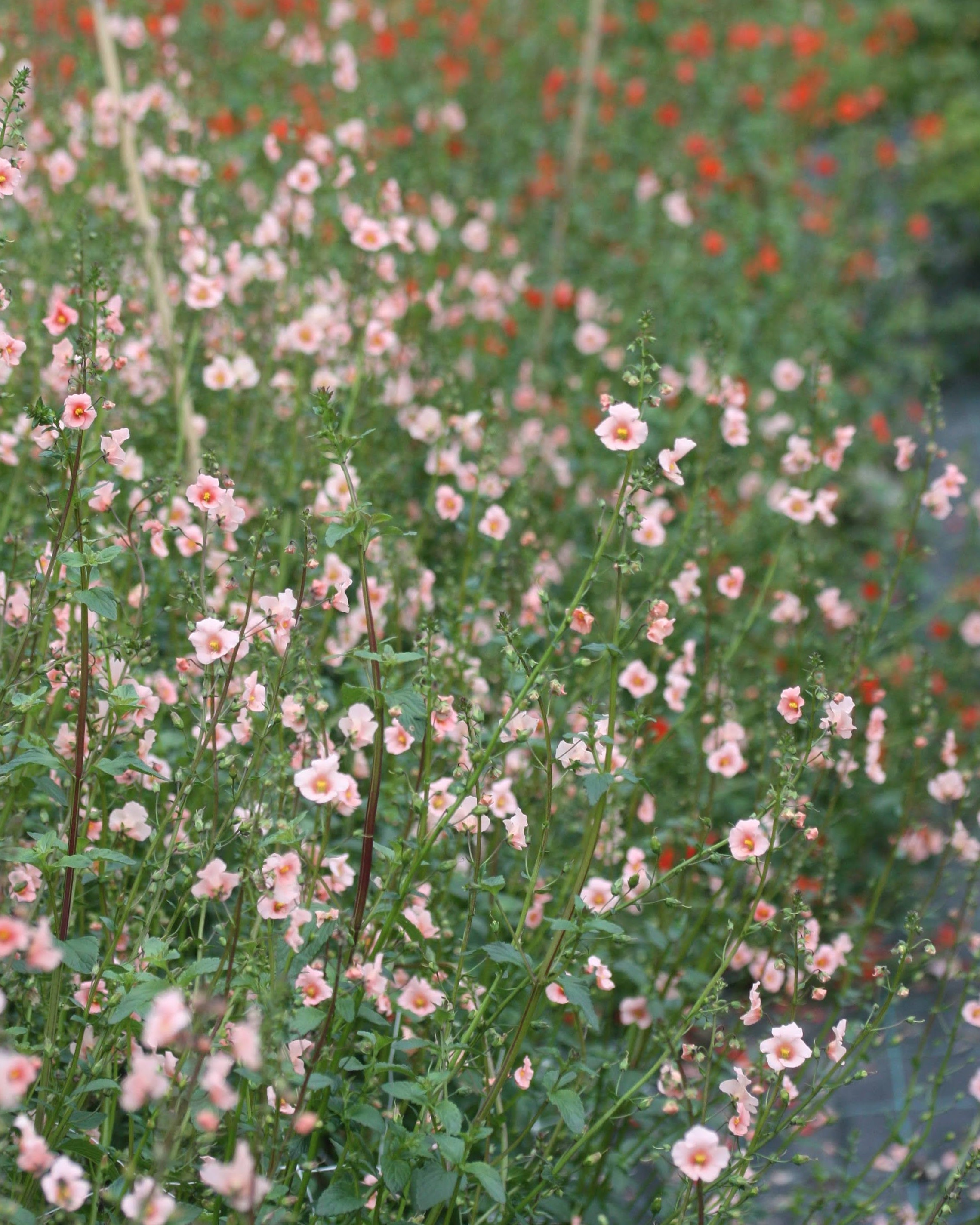 Alonsoa Shell Pink ettårig blomst med rik blomstring