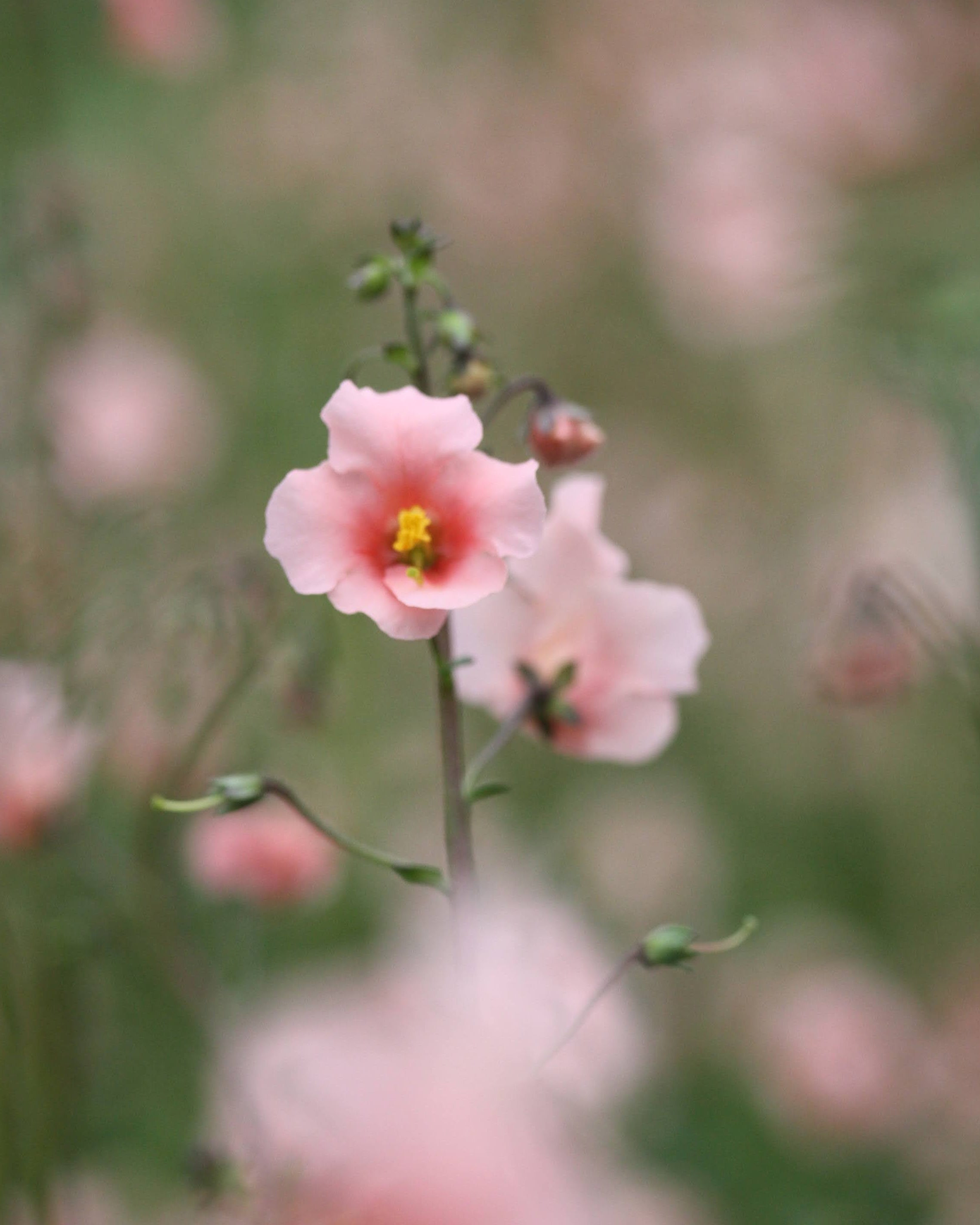 Alonsoa Shell Pink med skjellrosa blomster i full blomstring