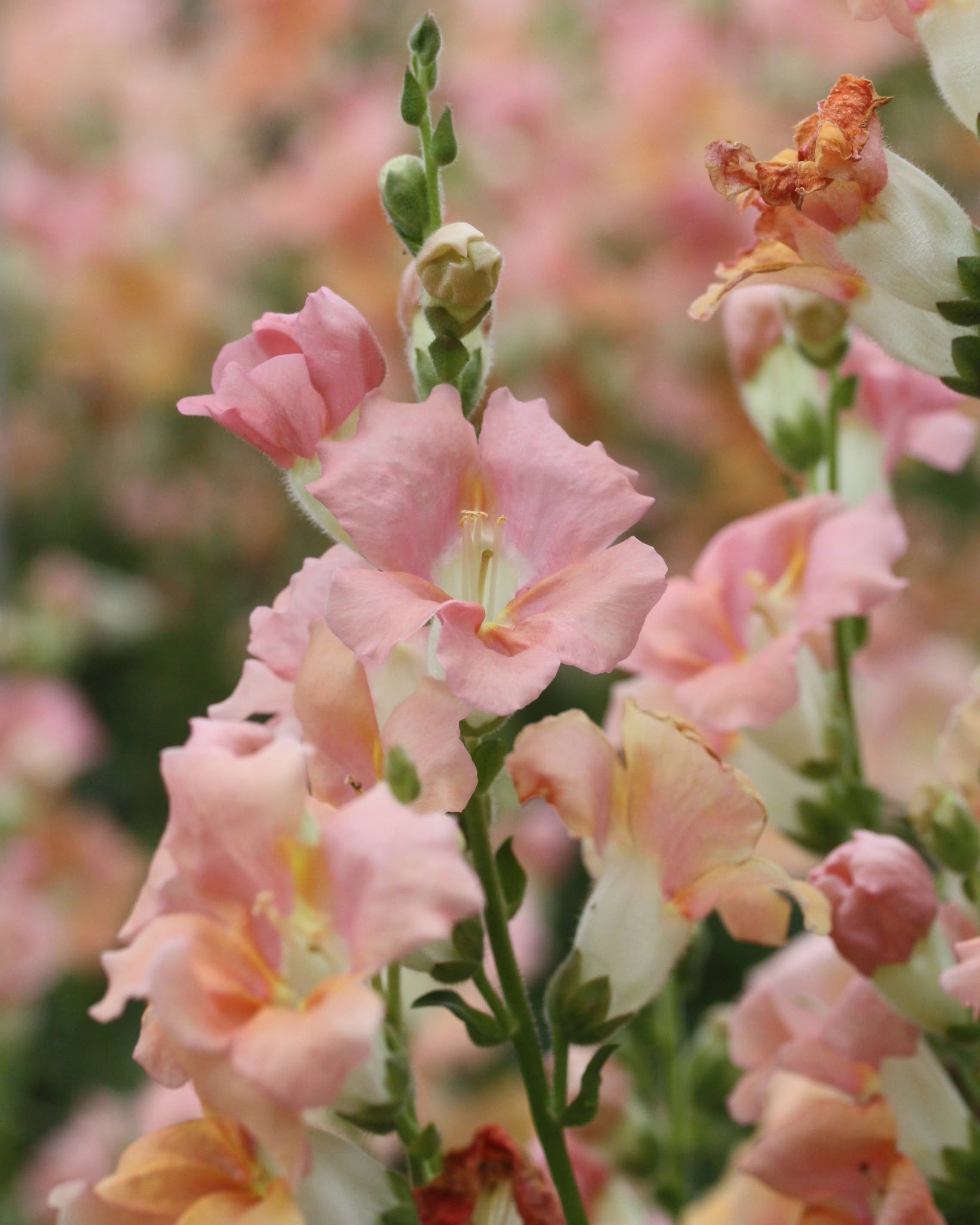 Løvemunn Chantilly Light Salmon - lys laksfarget løvemunn i vase som snittblomst