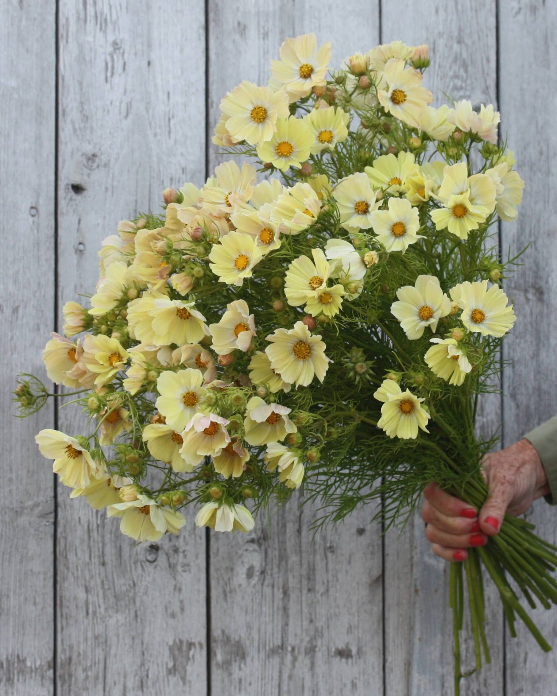 Cosmos Kiiro snittblomst med lange stilker for buketter