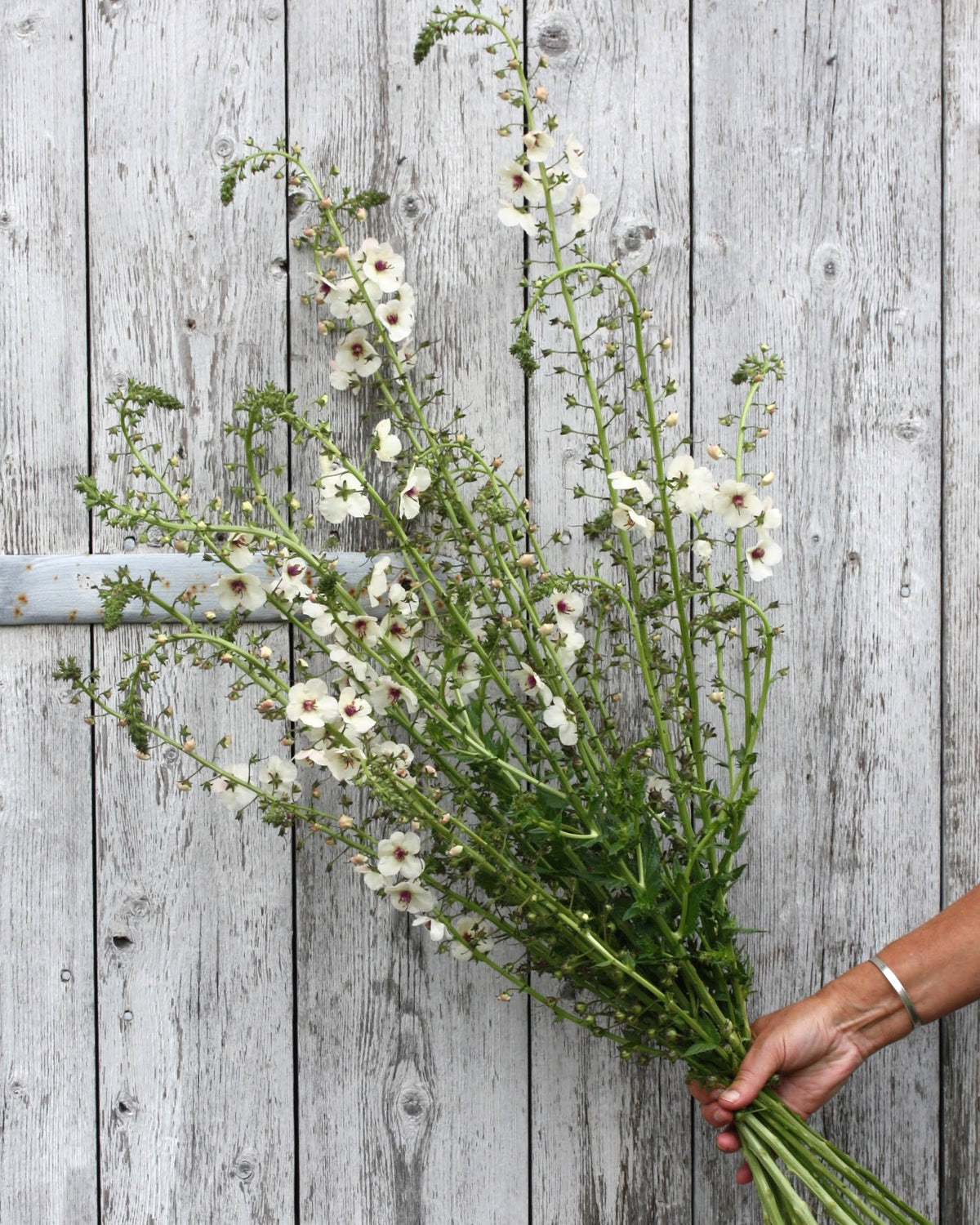 Kongslys White Blush – lette hvite blomster med intens burgunderlilla senter på bøyende, levende stengler