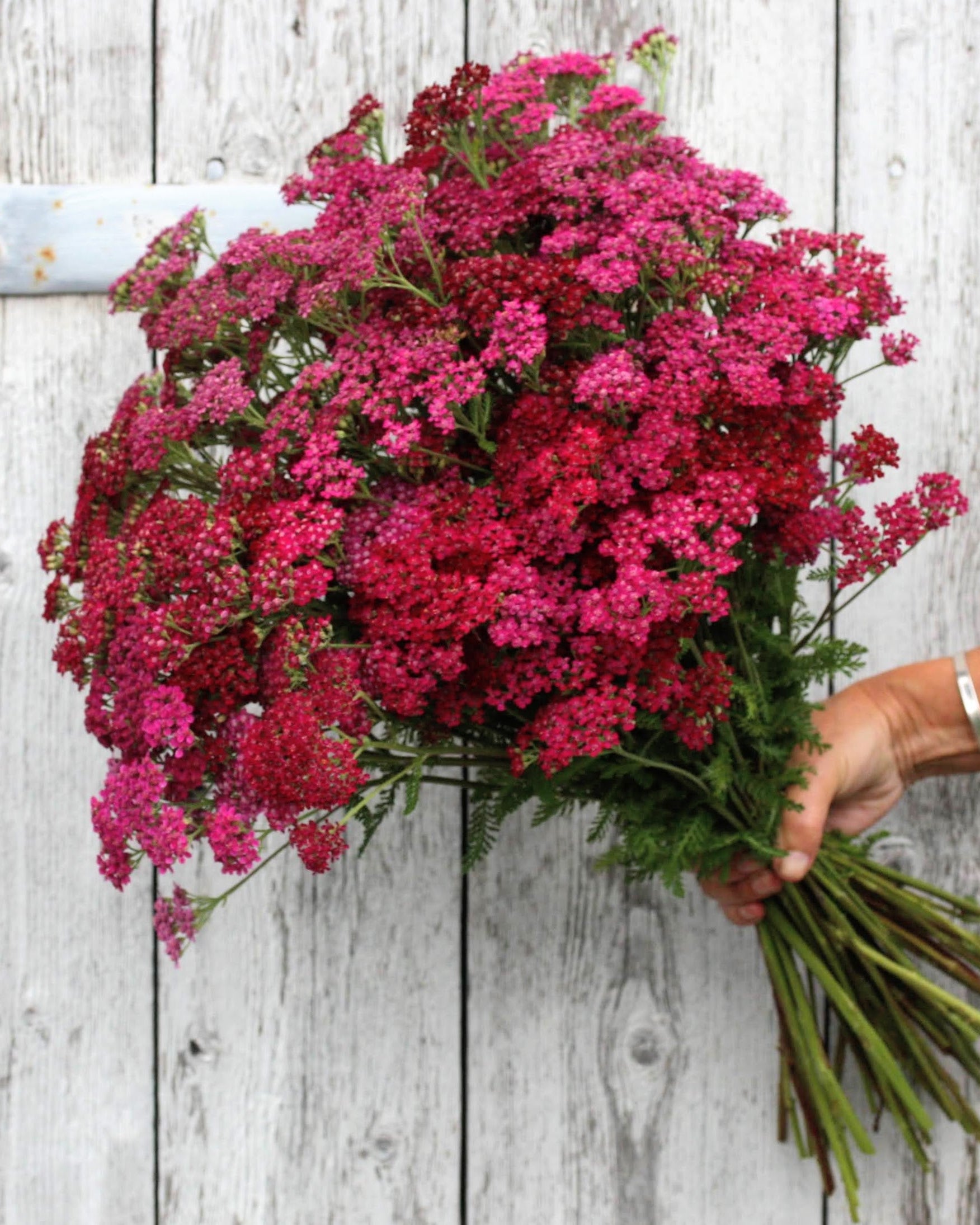 Bakkeryllik Cassis - kirsebærrøde skjermblomster i full blomst