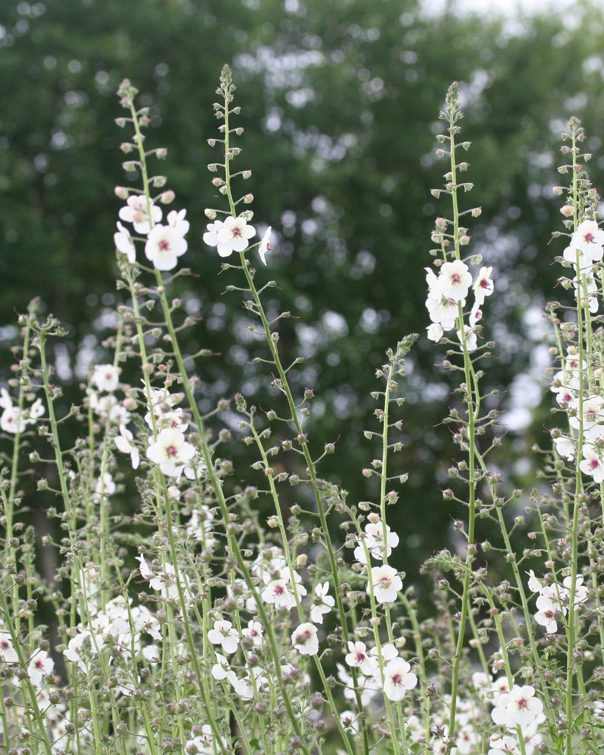 Kongslys White Blush – hvite blomster med burgunderlilla midtpunkt på høye, luftige blomsterspir
