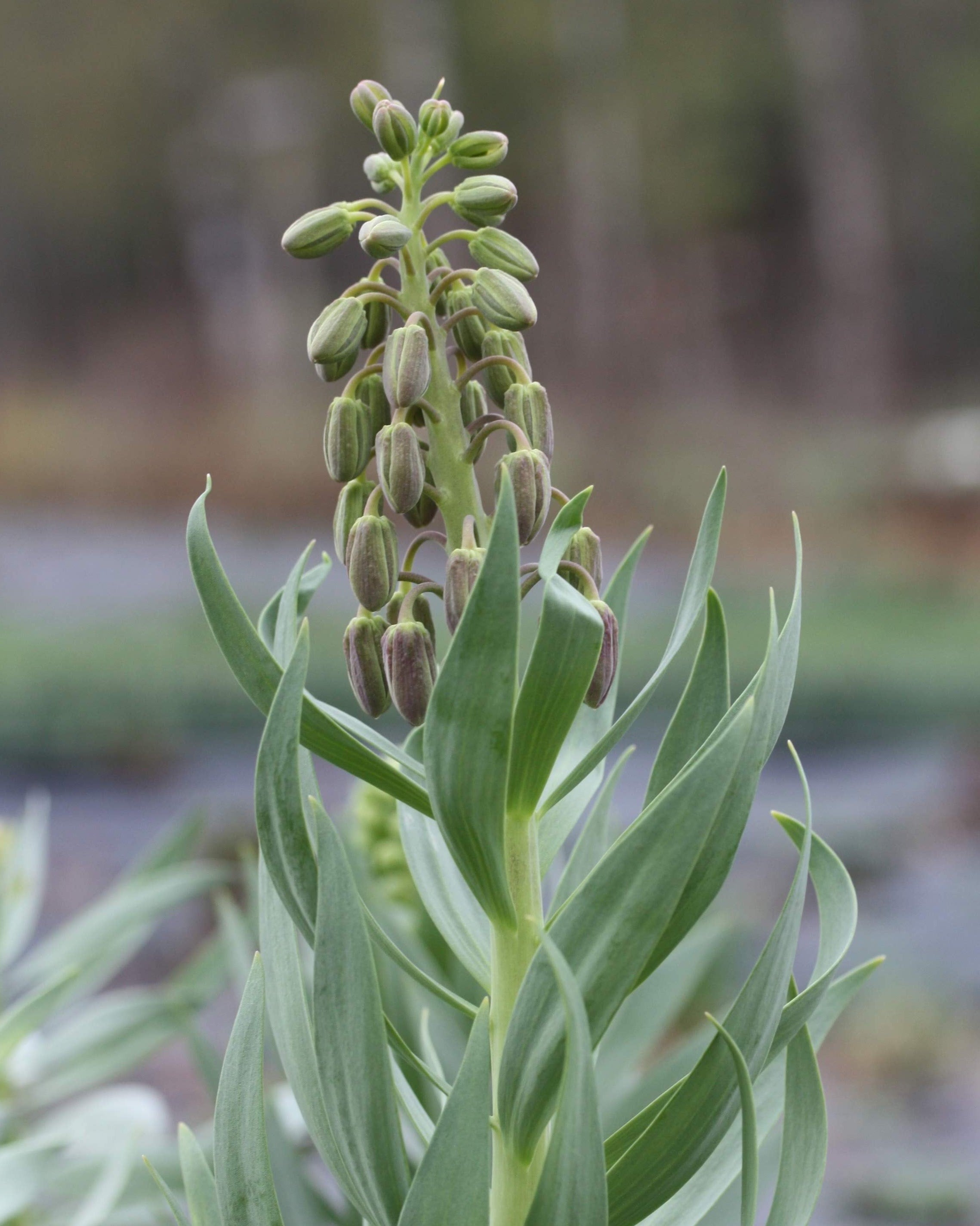 Persiakrone Fritillaria persica – elegant snittblomst med mørkt blomsterspir i bukett