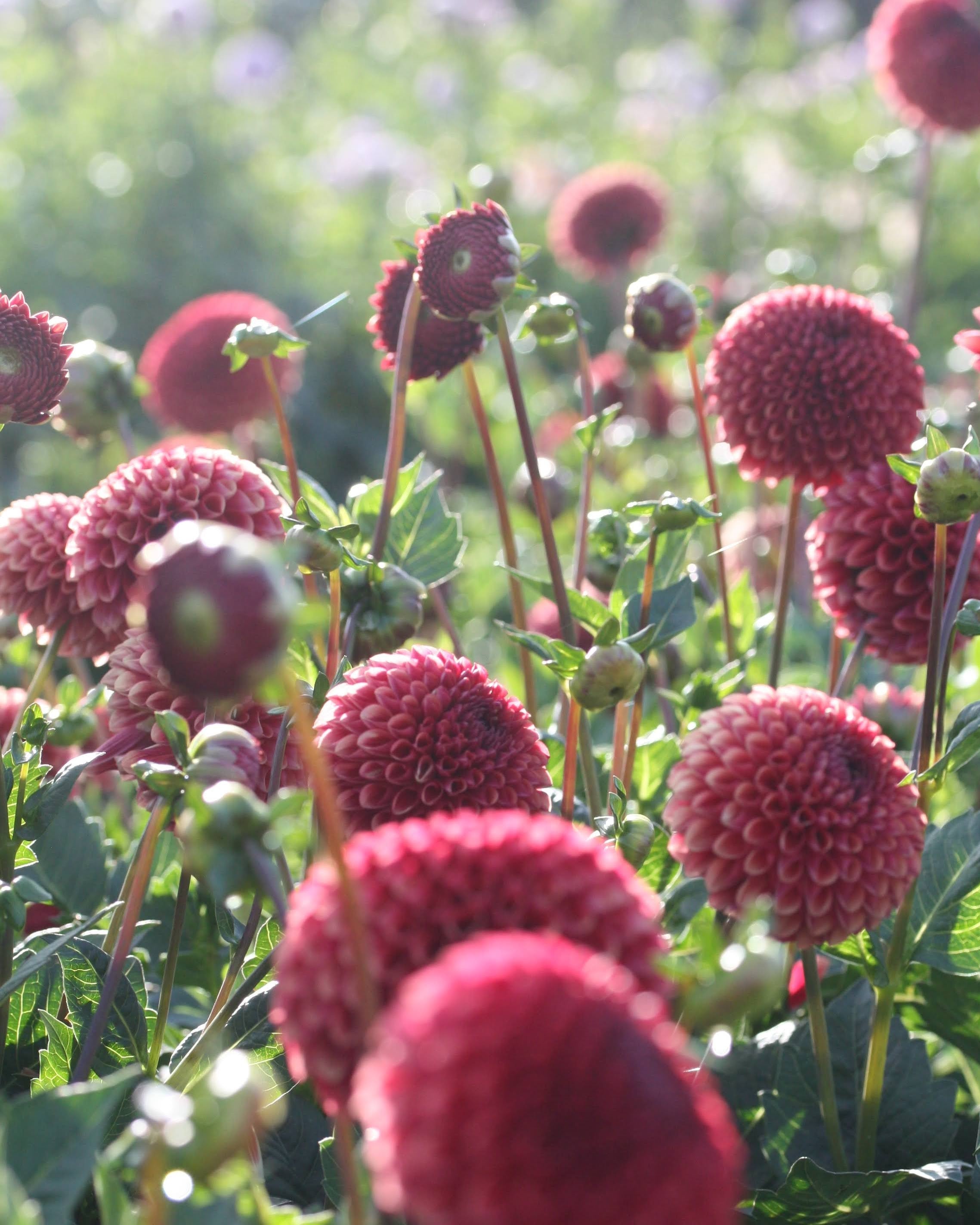 Copper Boy georgine - nærbilde av kronblader i kobber og oransje