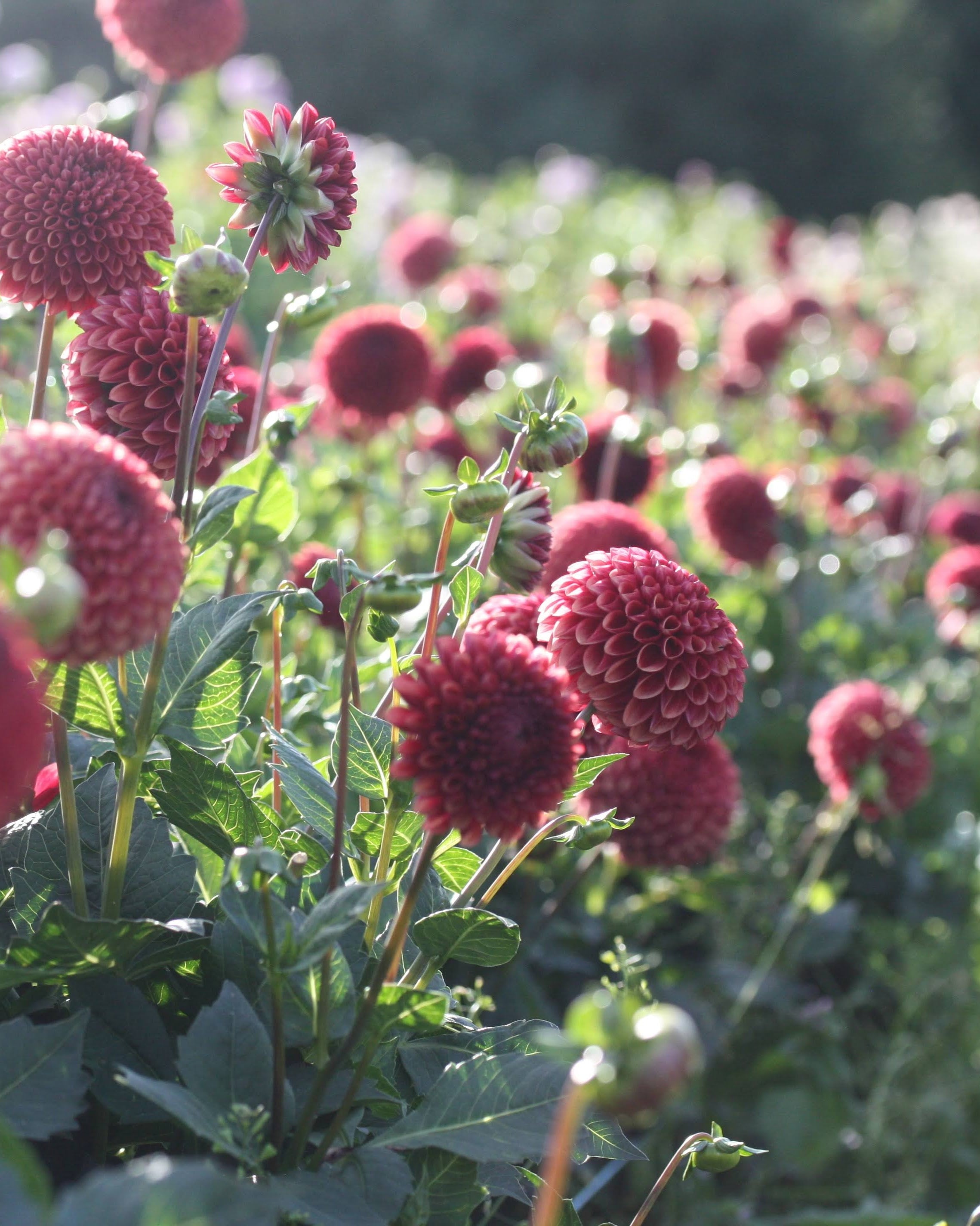 Copper Boy georgine - nærbilde av blomst i varme kobbertoner