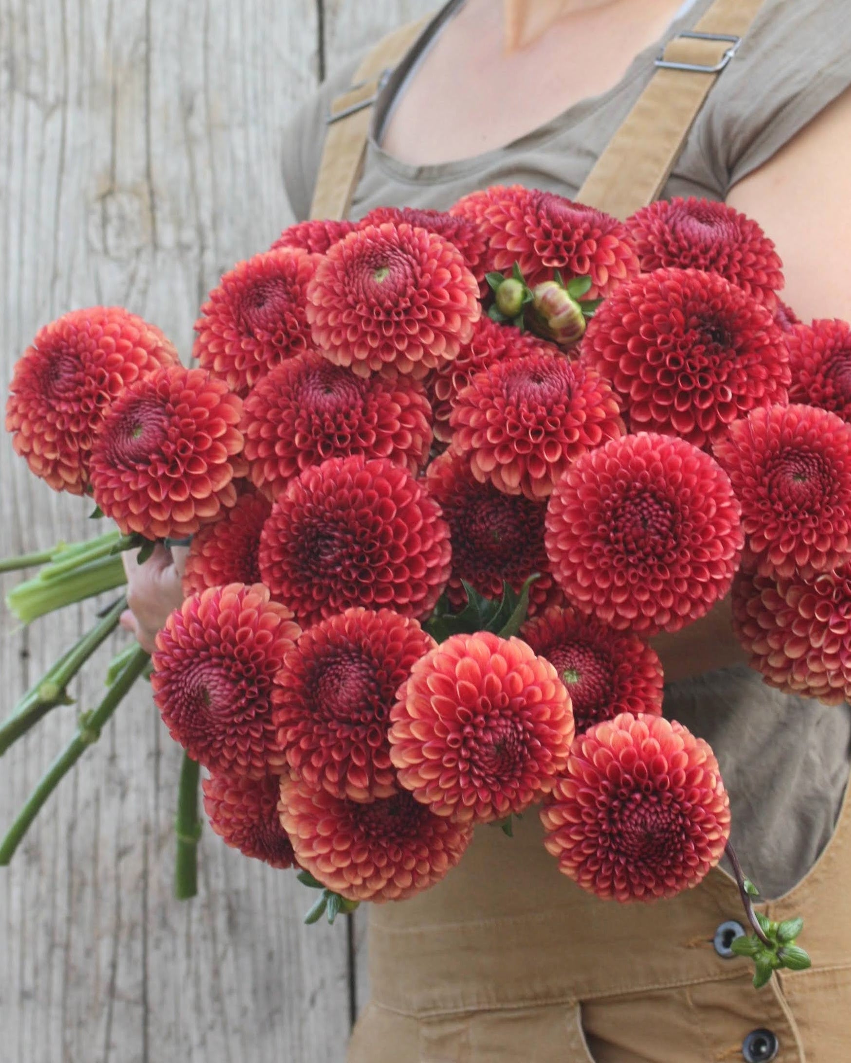 Copper Boy georgine i hagen - plante med flere blomster