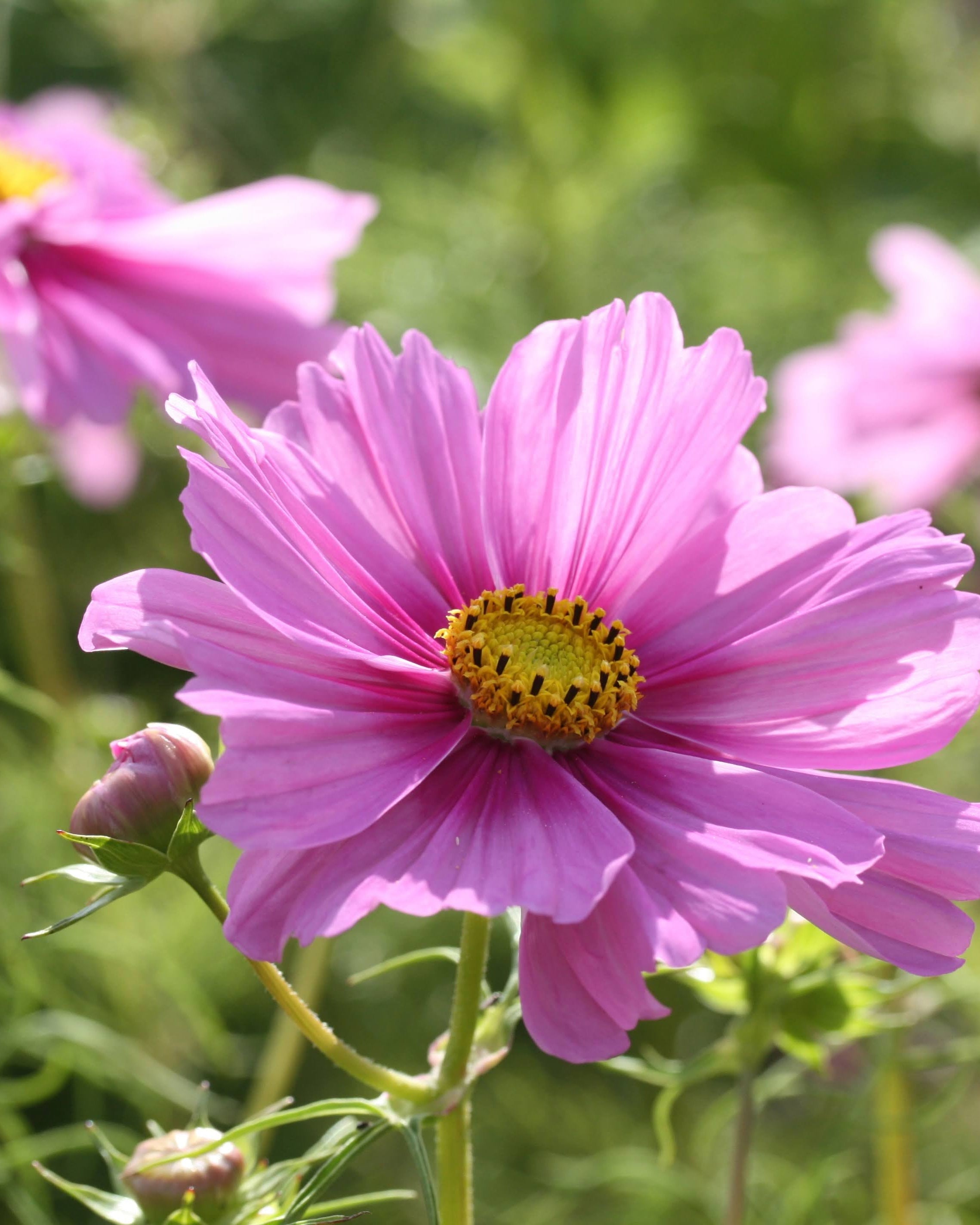 Cosmos Fizzy Pink Dark Centre ettårig blomst med doble kronblader