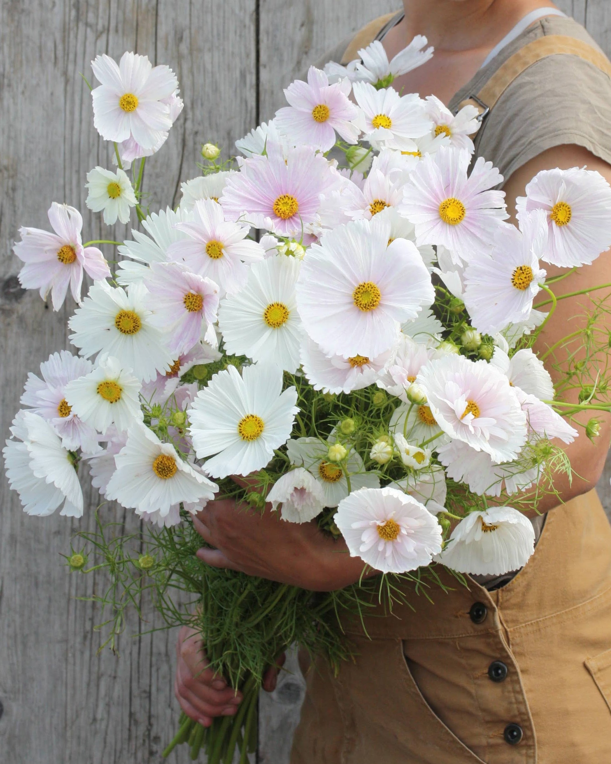 Cosmos Cupcakes Blush doble rosa blomster med cupcake-form