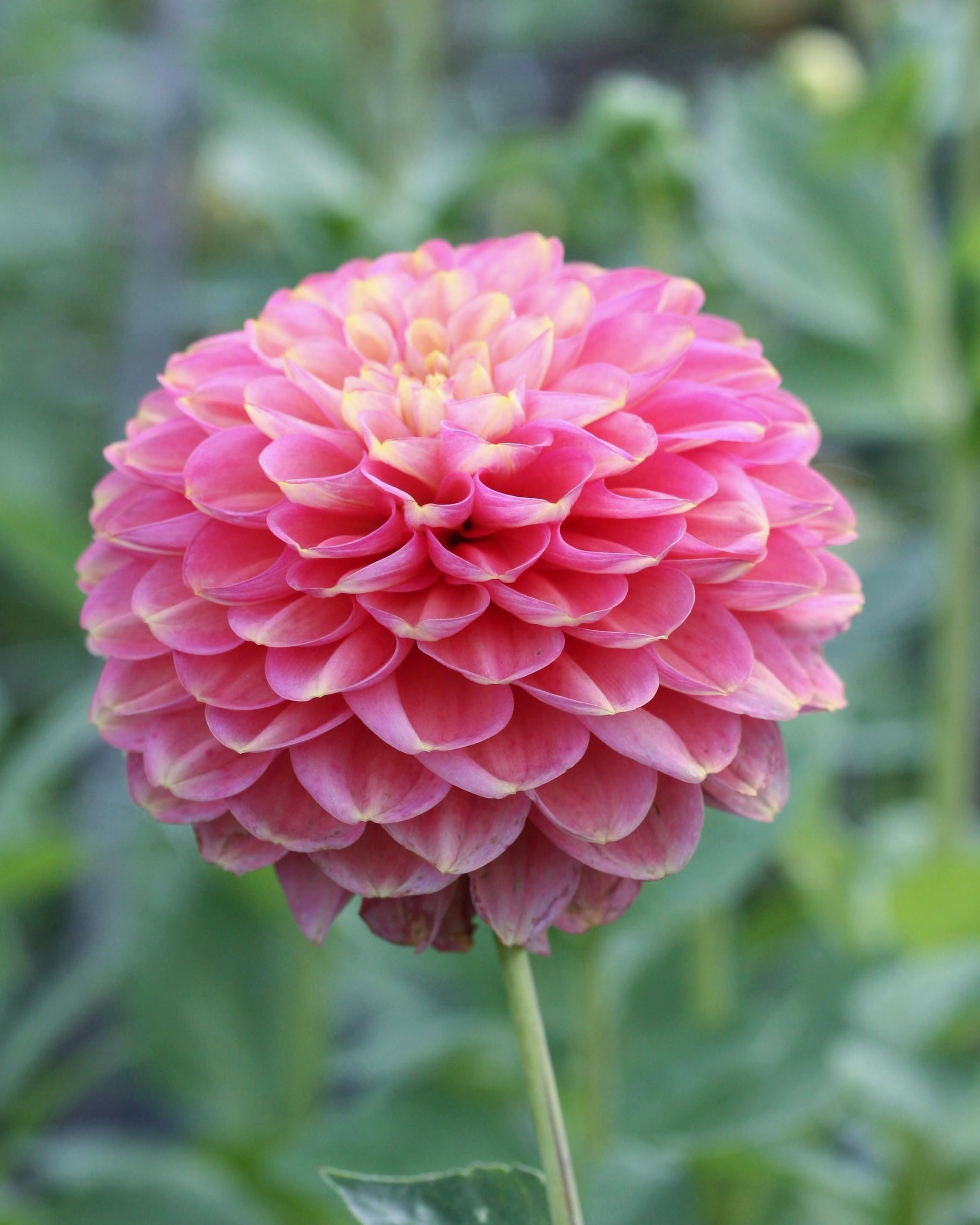 Nærbilde av Ballgeorgine Isabel med perfekt rund rosa-lilla blomst