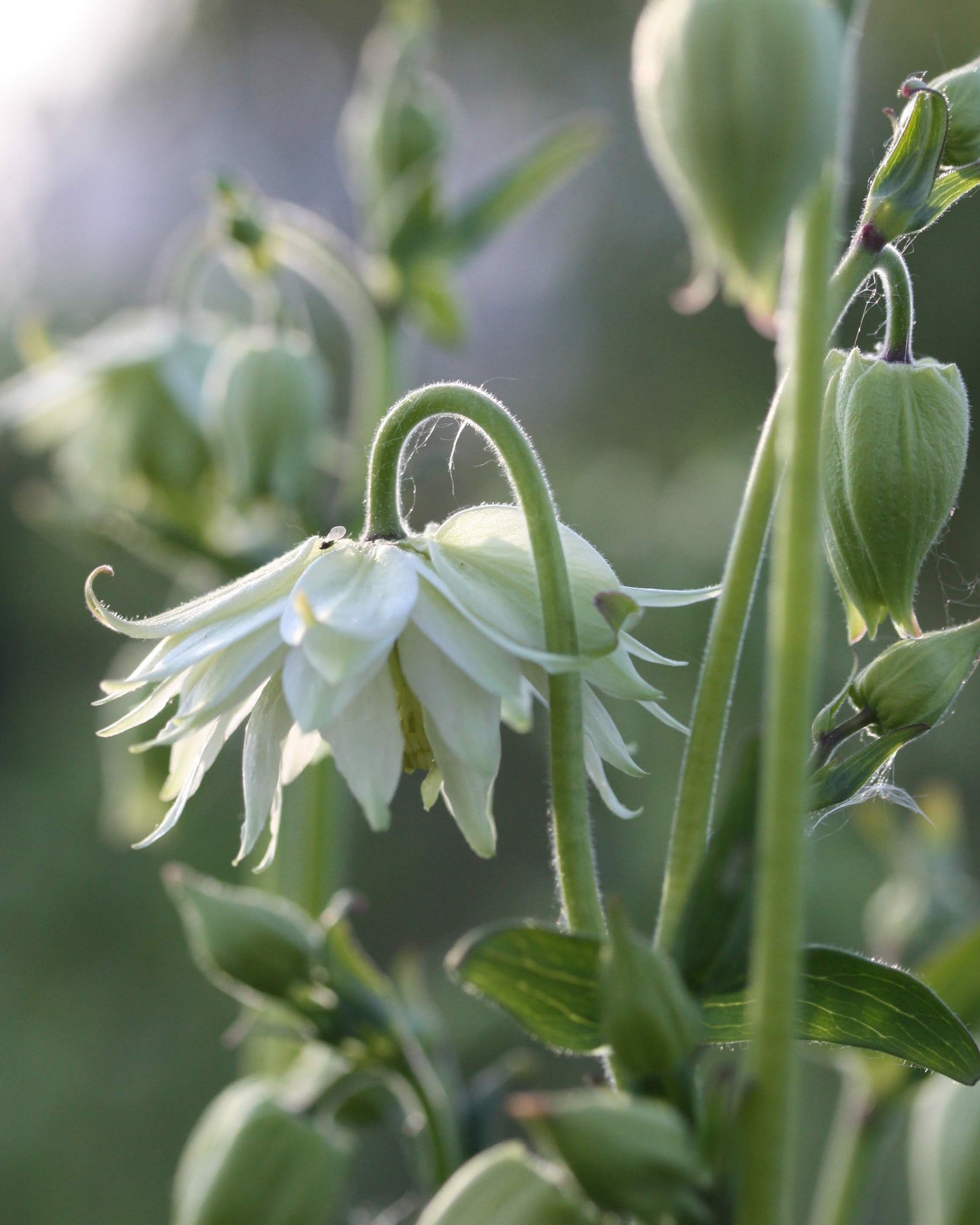 Akeleie Green Apples - grønn-hvit bonnet akeleie i hagen