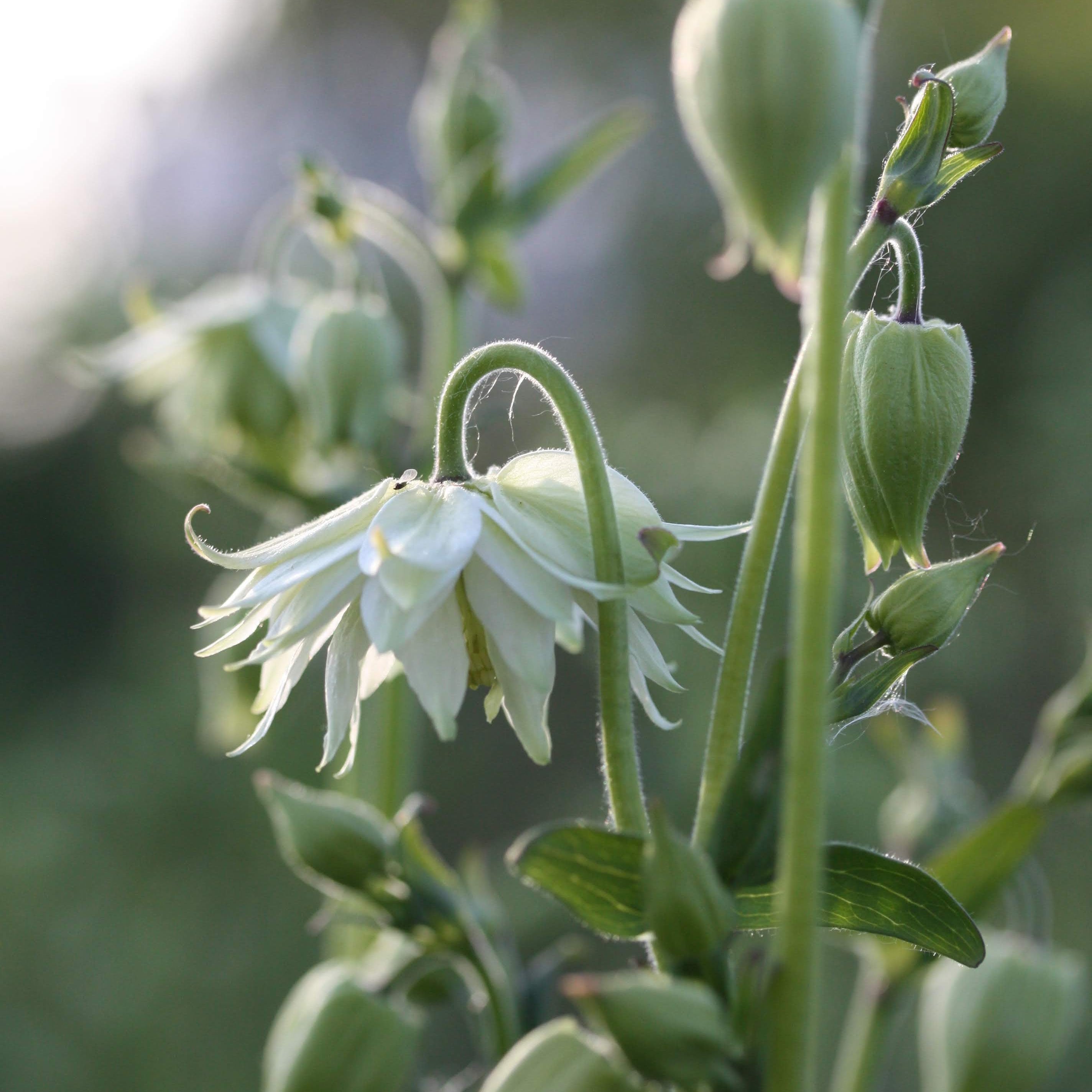 Akeleie Green Apples - grønn-hvit bonnet akeleie i hagen