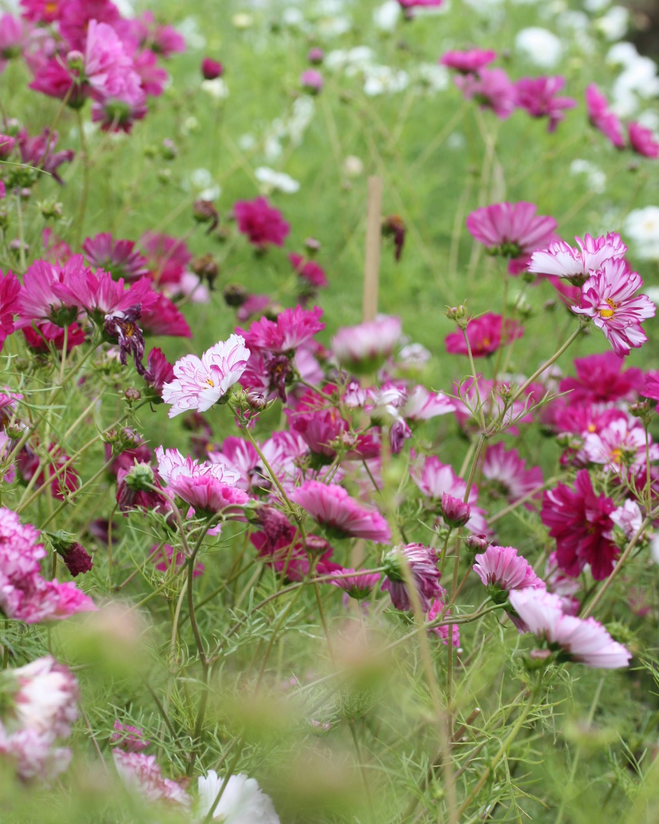 Cosmos Double Click mix frø - kraftigvoksende cosmos