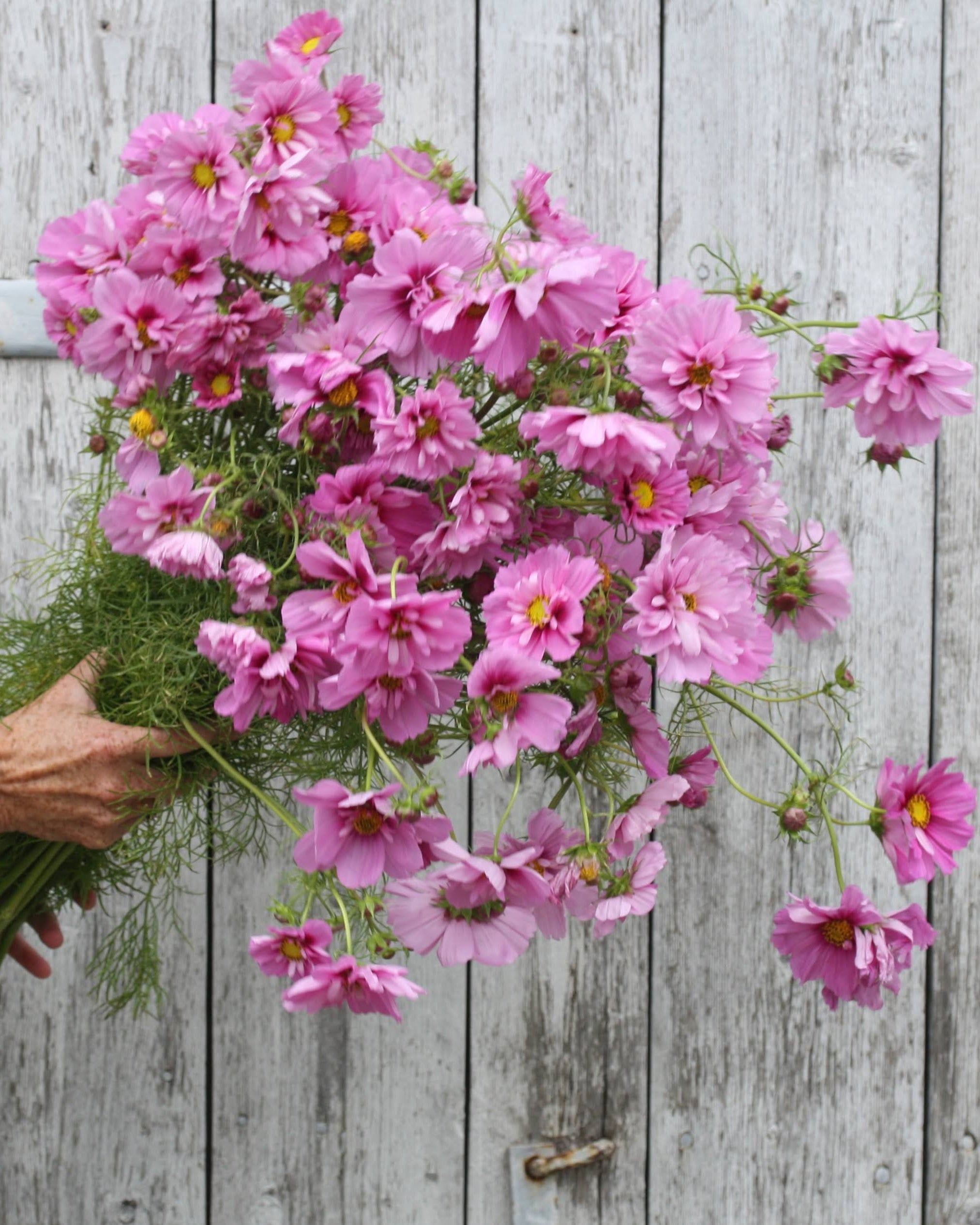 Cosmos Fizzy Pink Dark Centre rosa blomster med mørkt sentrum