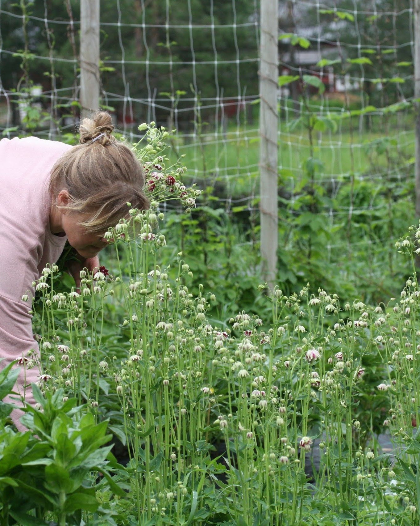 Akeleie Nora Barlow plante med grønt bladverk og rosa-hvite blomster