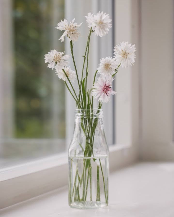 Kornblomst Ball White - ettårig snittblomst med hvite blomster