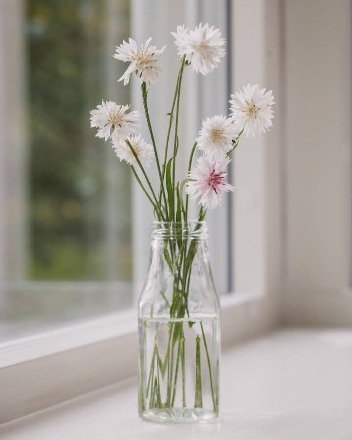 Kornblomst Ball White - ettårig snittblomst med hvite blomster