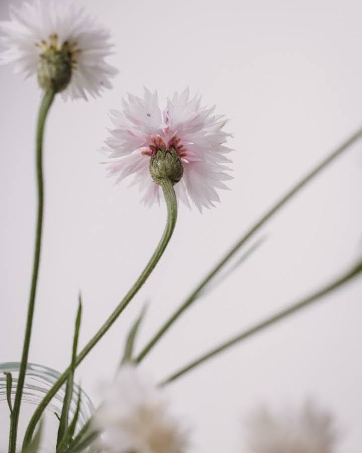 Kornblomst Ball White nærbilde - renhvite blomster med fyldig form