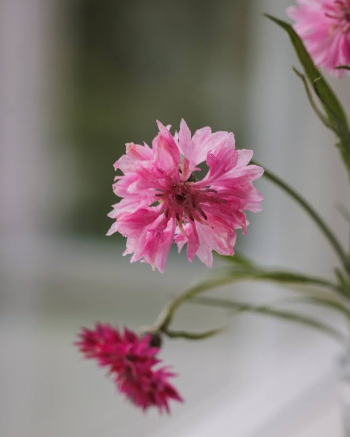 Kornblomst Bærmiks nærbilde - rosa og røde blomster