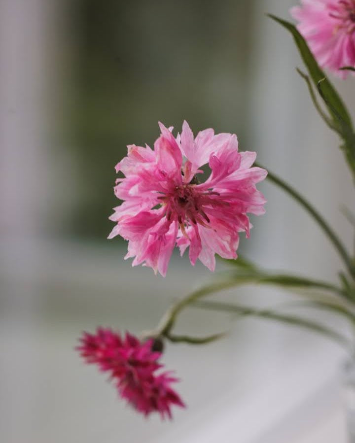 Kornblomst Bærmiks nærbilde - rosa og røde blomster