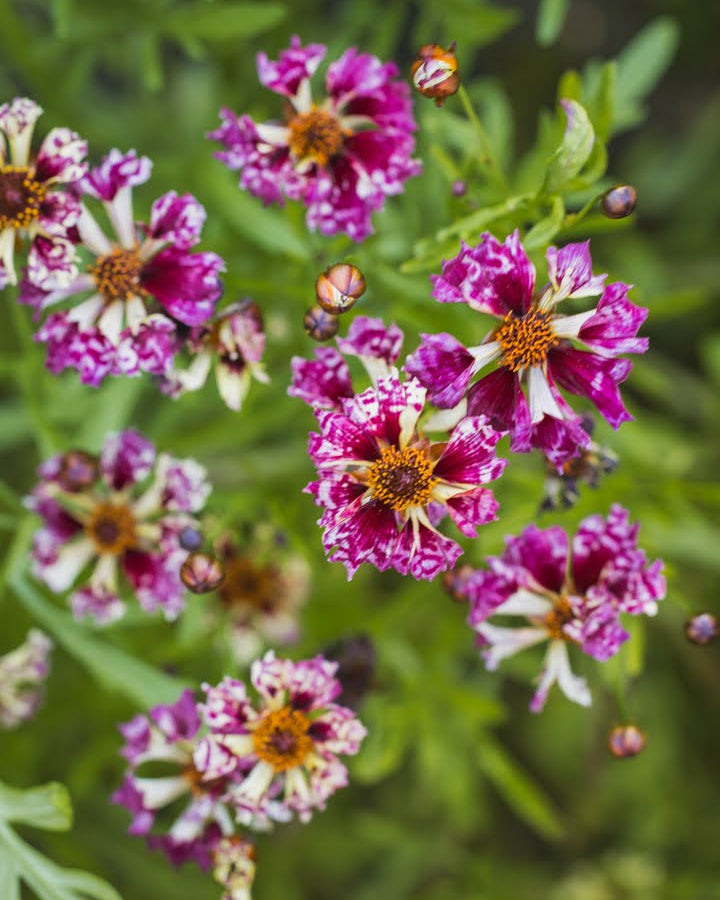 Nærbilde av Kransvakkerøye Incredible Seashells Mix blomster i delikate pastelltoner