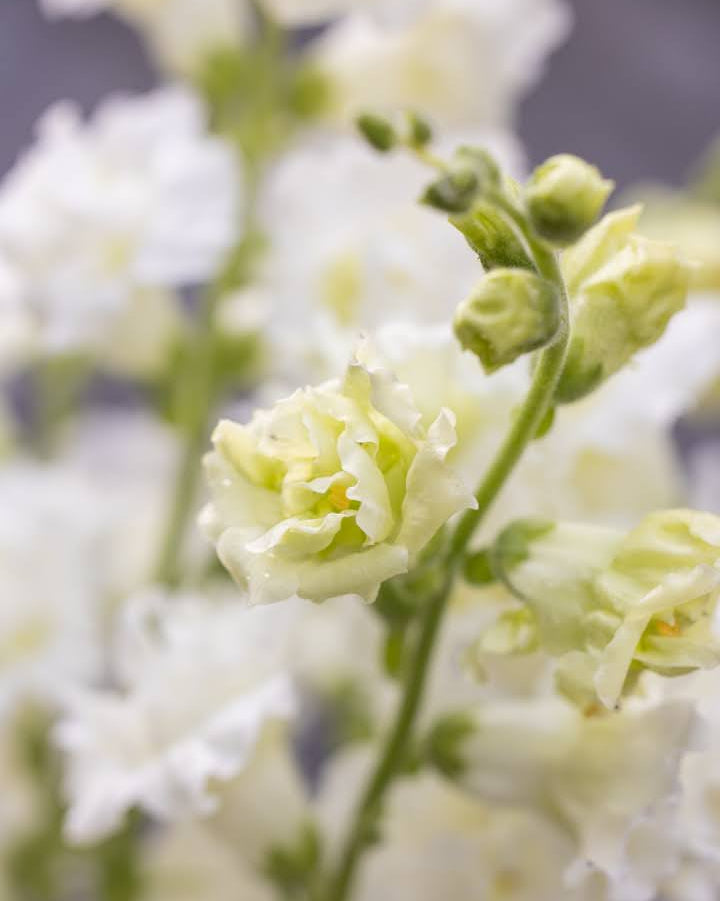 Løvemunn Snapstar White i blomsterbed - perfekt som snittblomst