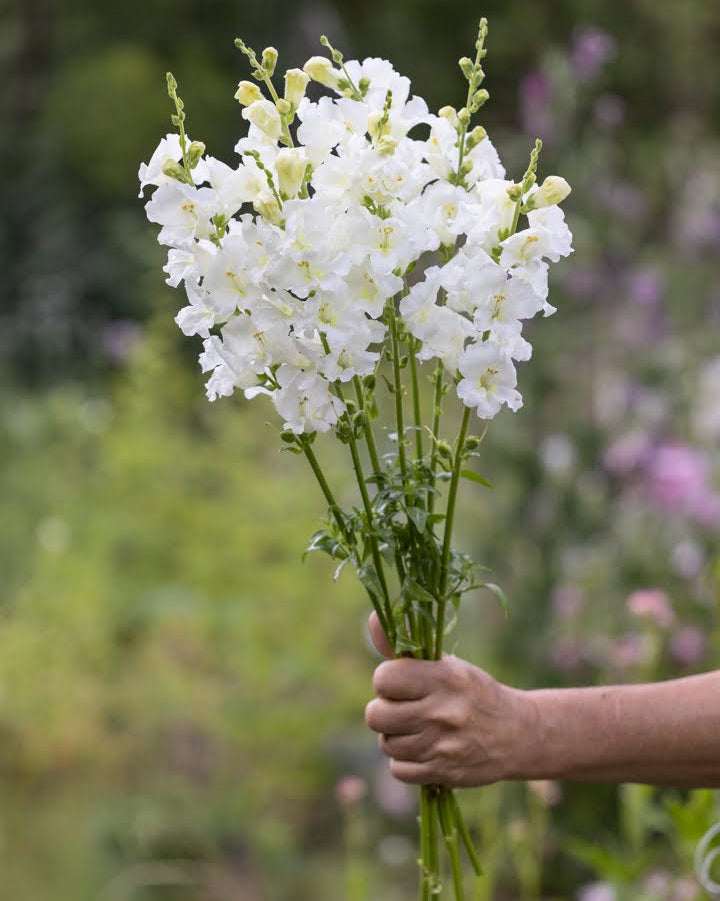 Nærbilde av Løvemunn Snapstar White blomster i kridhvit farge