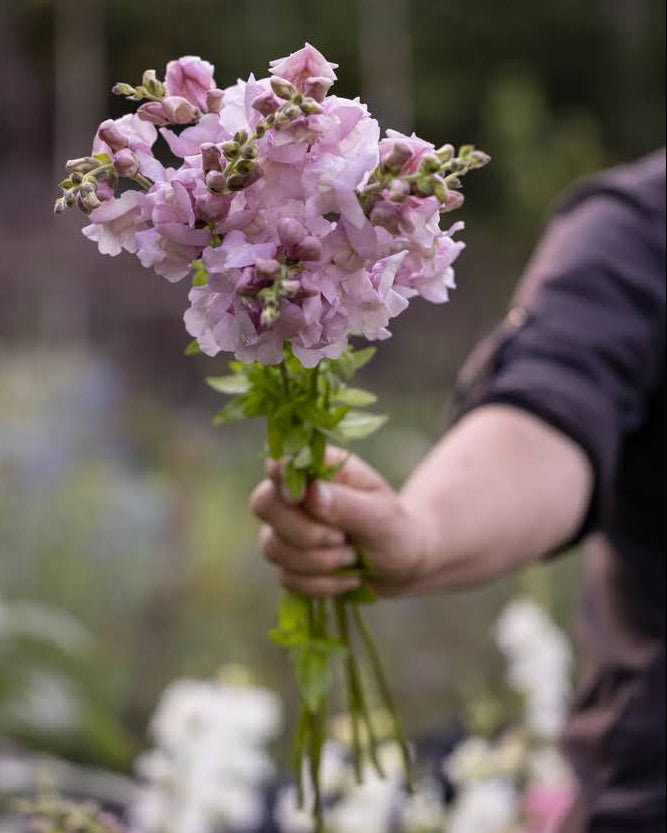 Løvemunn Opus Lavender i hagen med romantiske lilla-blå blomster