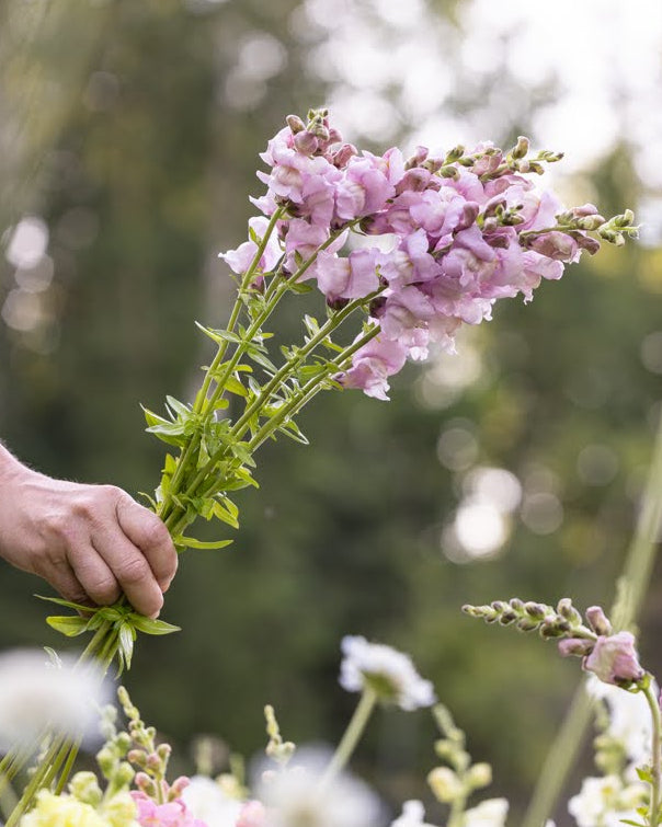 Løvemunn Opus Lavender med elegante blomster i vakker lavendelfarge