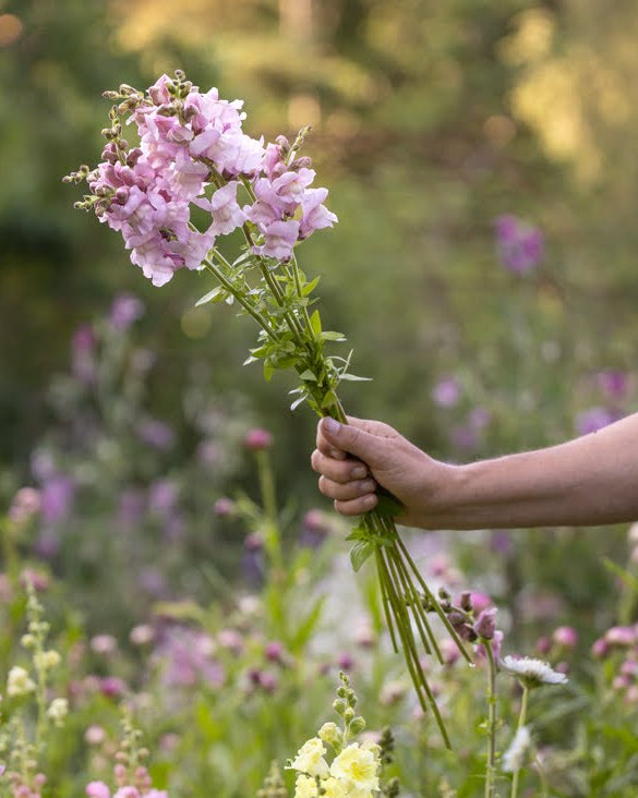 Løvemunn Opus Lavender med tette blomsterstilker i delikat lavendelfarge