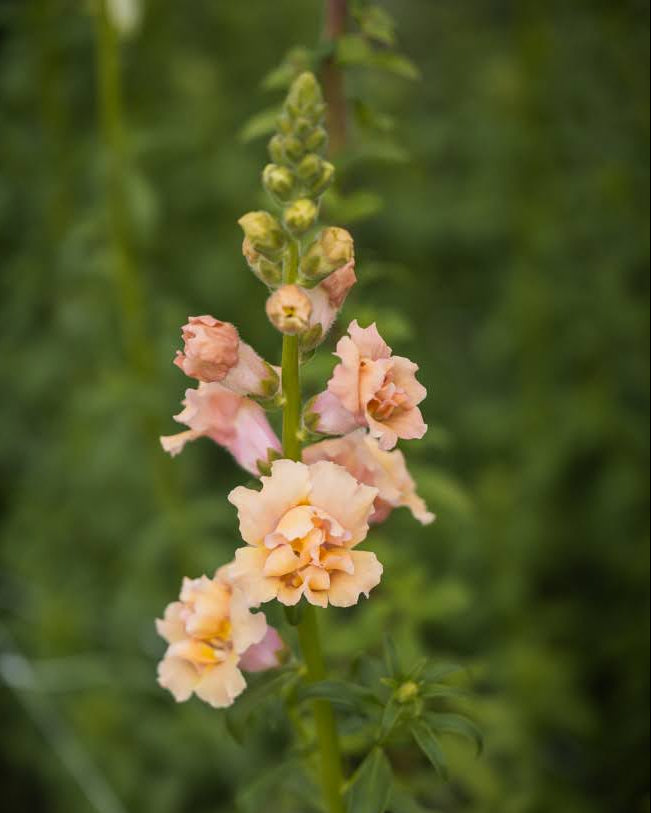 Løvemunn Snapstar Champagne - perfekt som snittblomst med lang holdbarhet