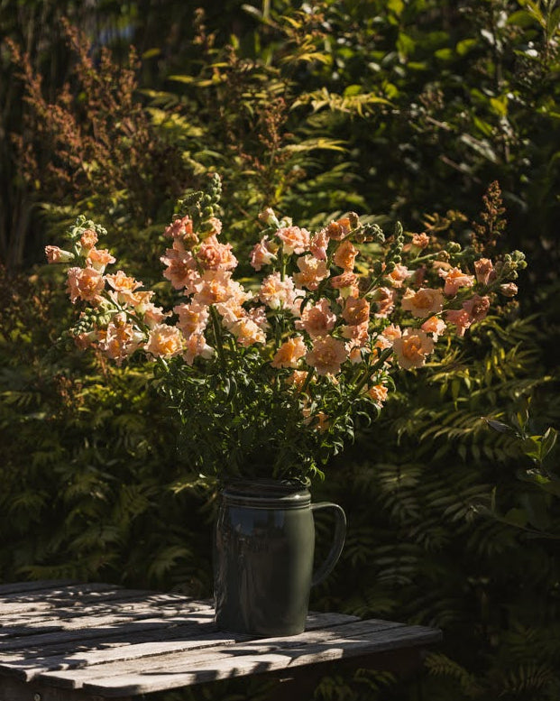 Løvemunn Snapstar Champagne i hagen med myke kremhvite blomster
