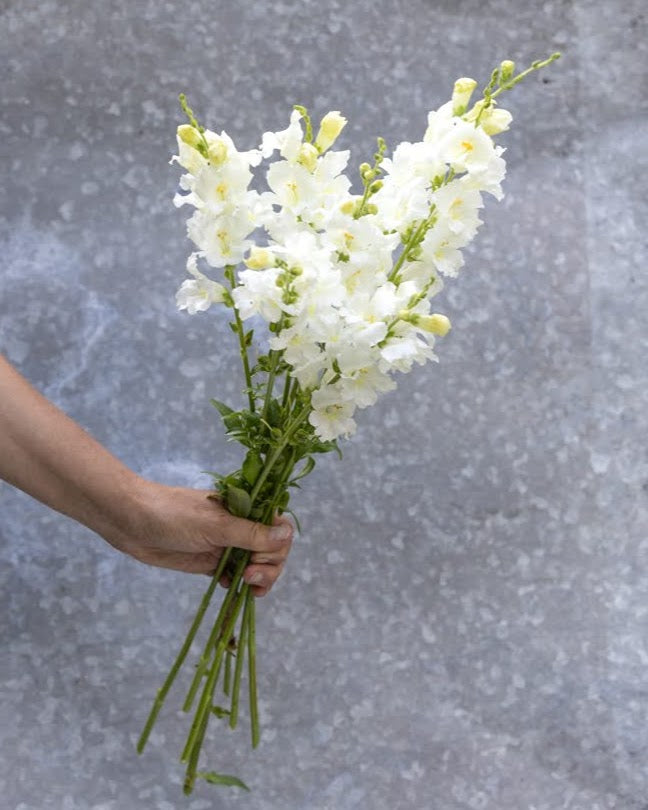 Løvemunn Chantilly White hvit snittblomst i vase - elegant og sober