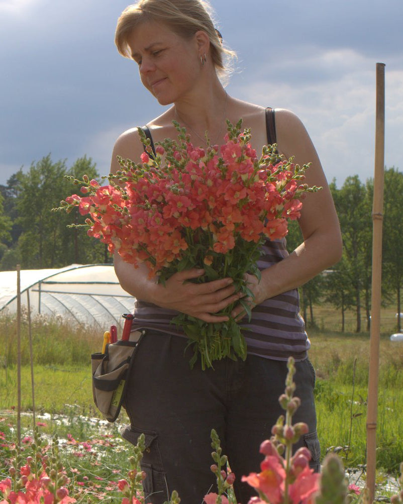 løvemunn chantilly bronze (2)