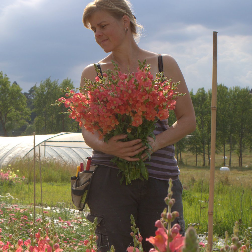 løvemunn chantilly bronze (2)