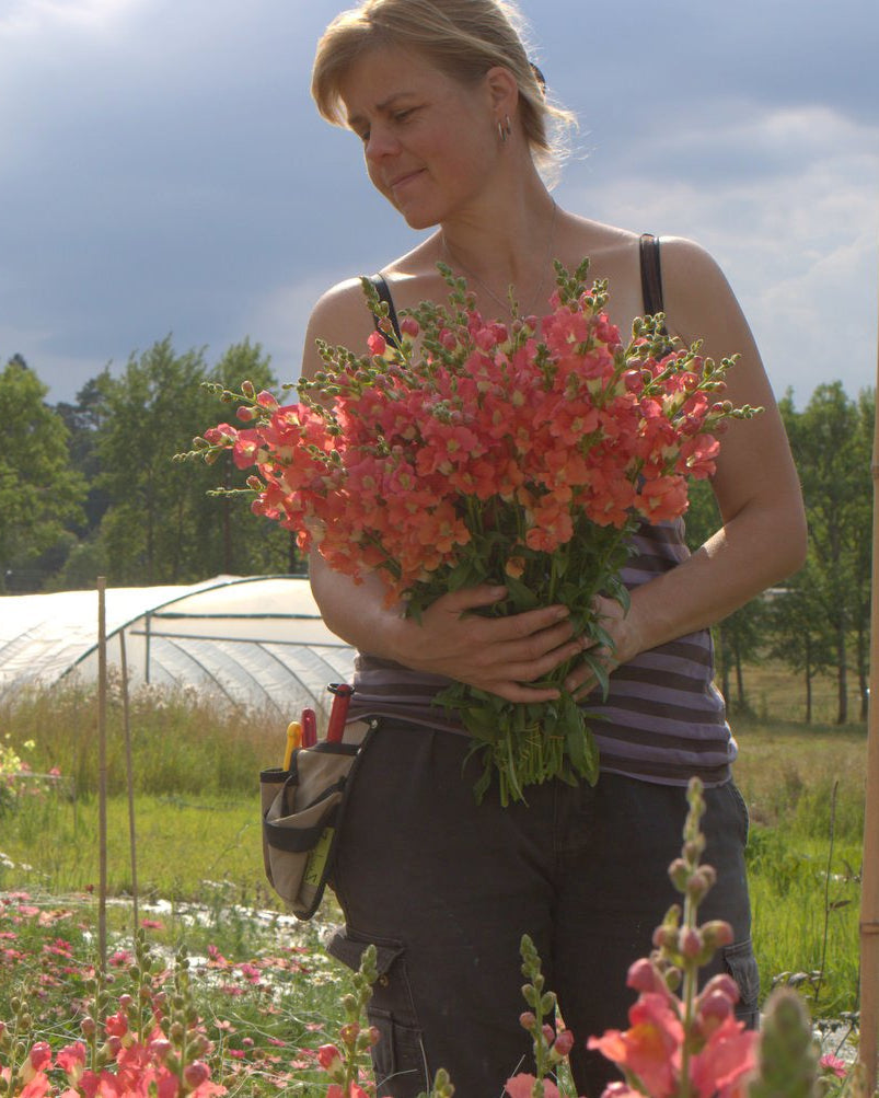 Løvemunn Chantilly Bronze frø - ettårig snittblomst i bronse og aprikos