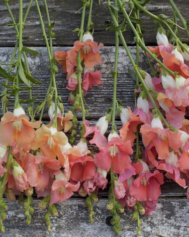 løvemunn chantilly bronze (4)