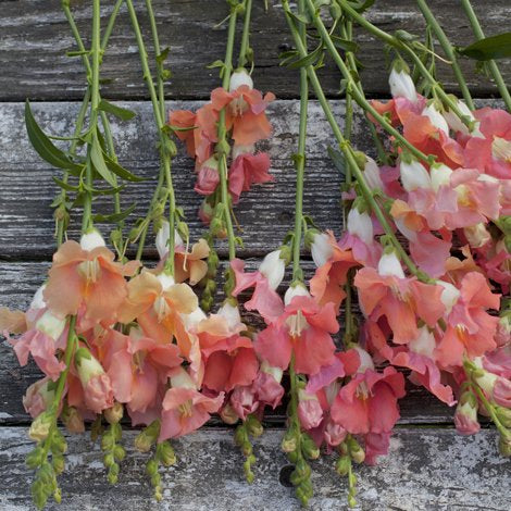 løvemunn chantilly bronze (4)