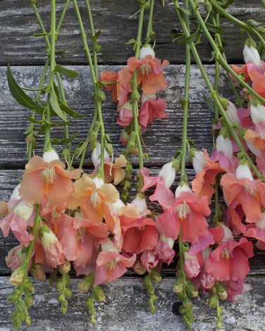 Løvemunn Chantilly Bronze - bukett av bronsefarget løvemunn i vase