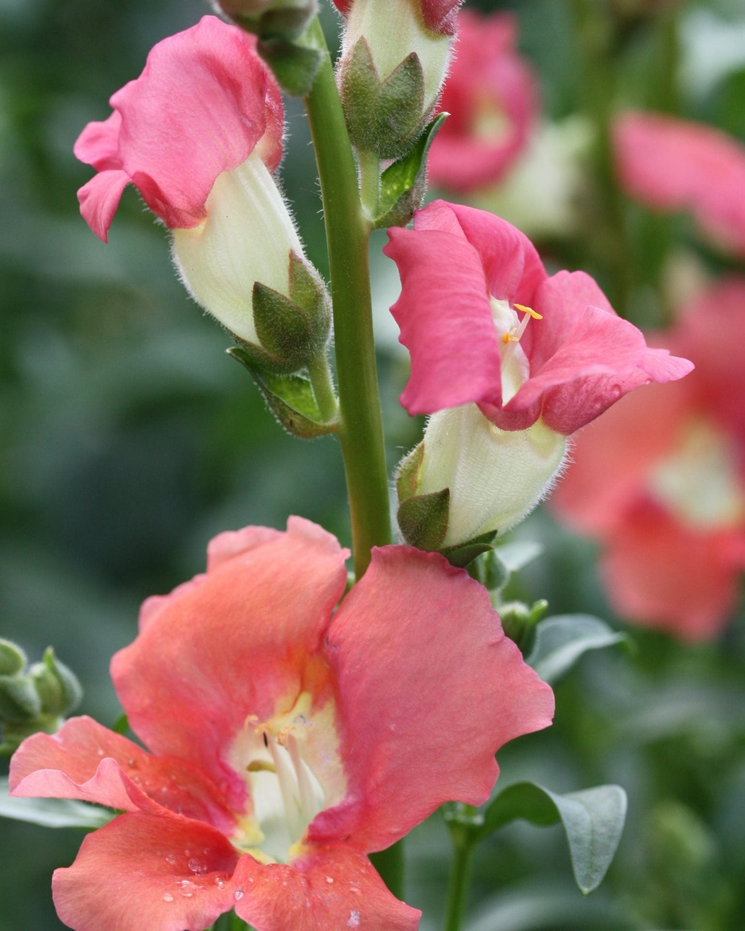 Løvemunn Chantilly Bronze - nærbilde av bronse-aprikos blomster på stengel