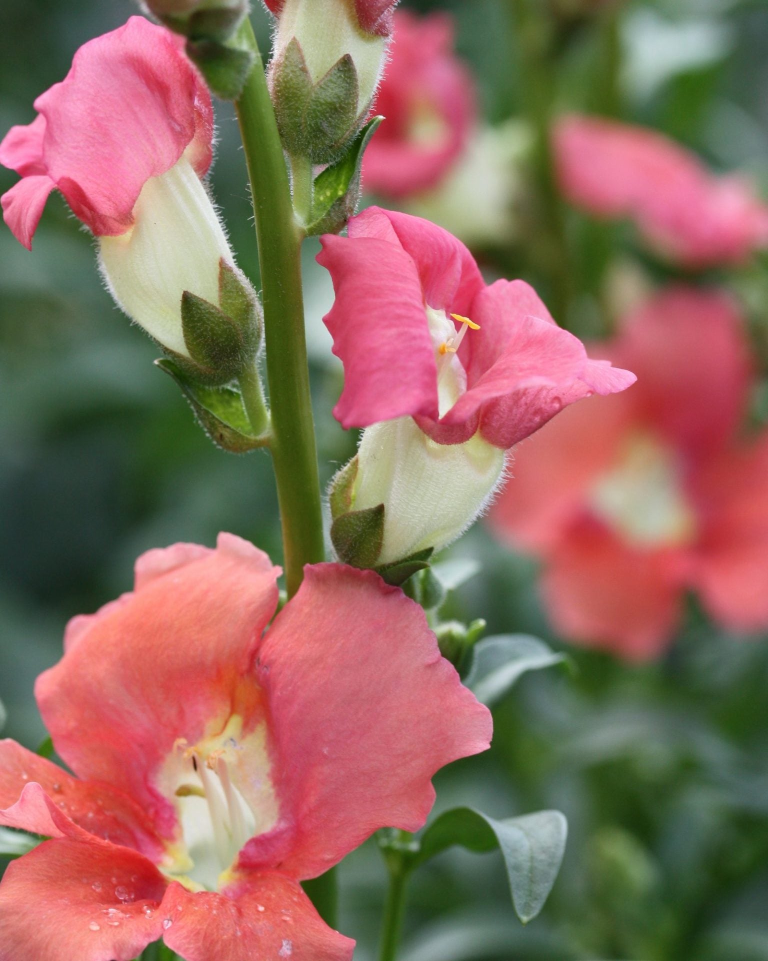 løvemunn chantilly bronze (6)