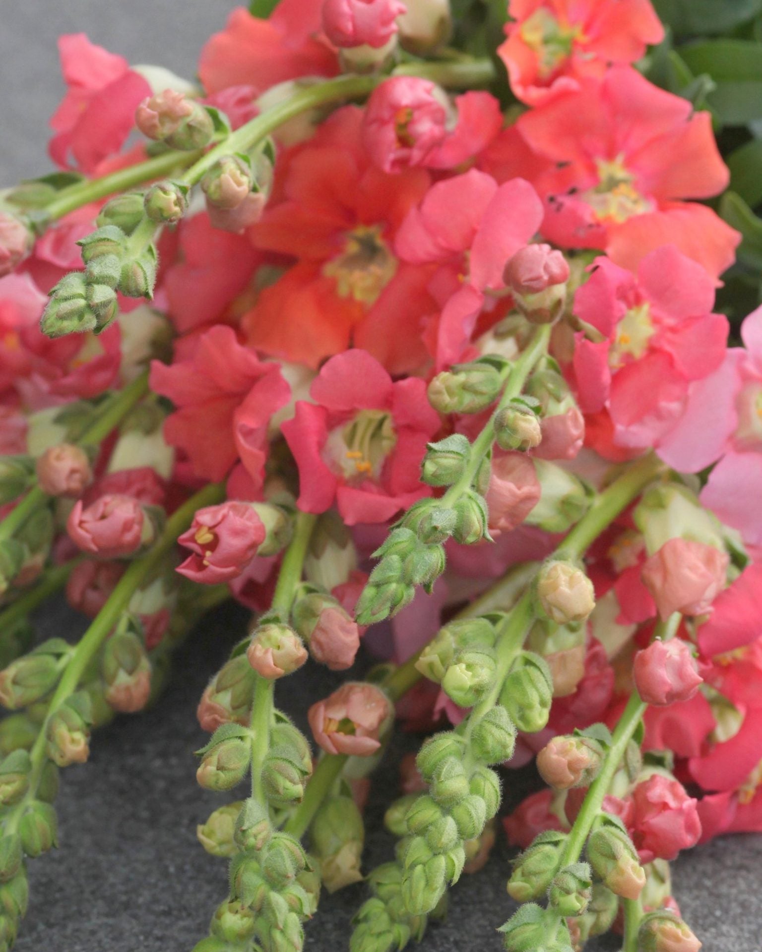 Løvemunn Chantilly Bronze - bronsefarget løvemunn i vase som snittblomst