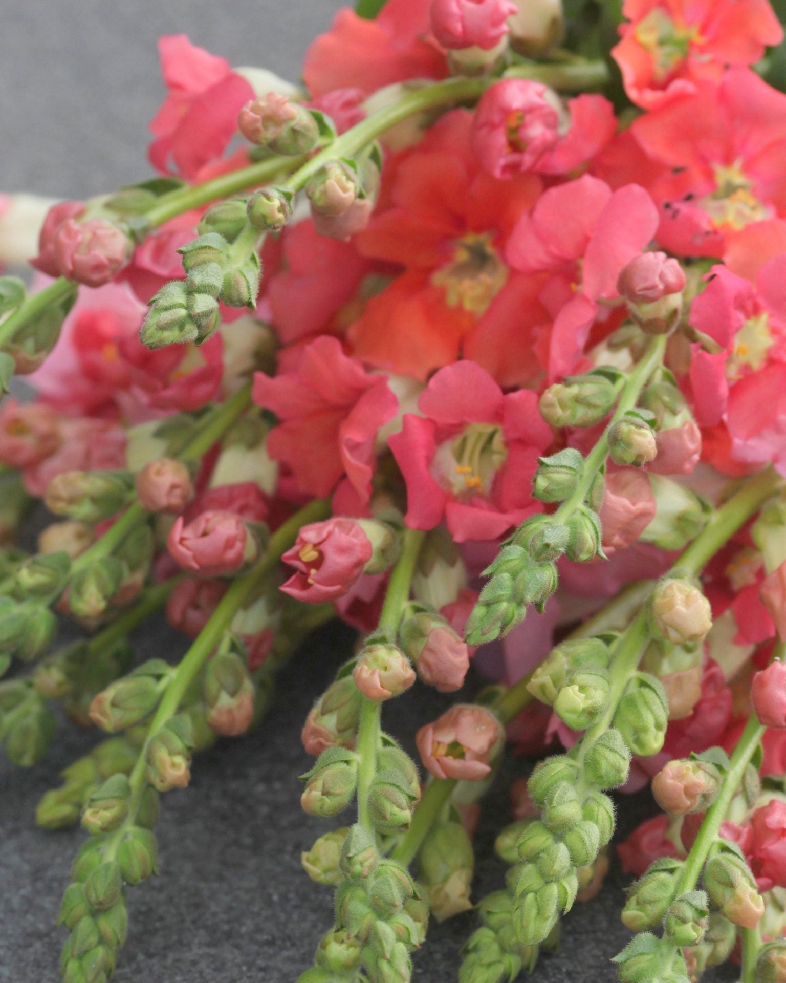 løvemunn chantilly bronze