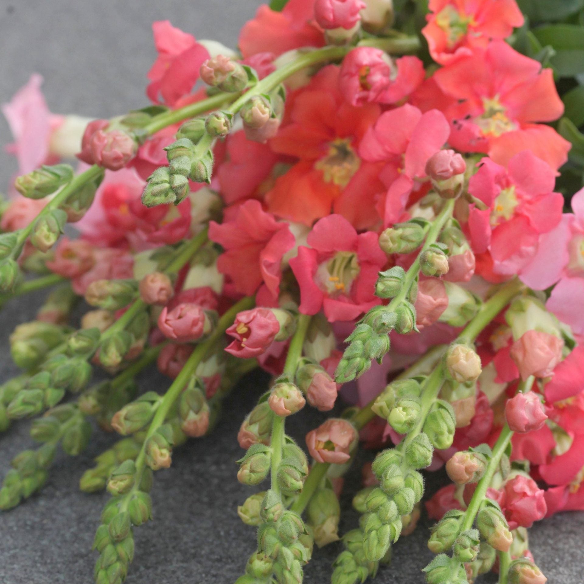 løvemunn chantilly bronze