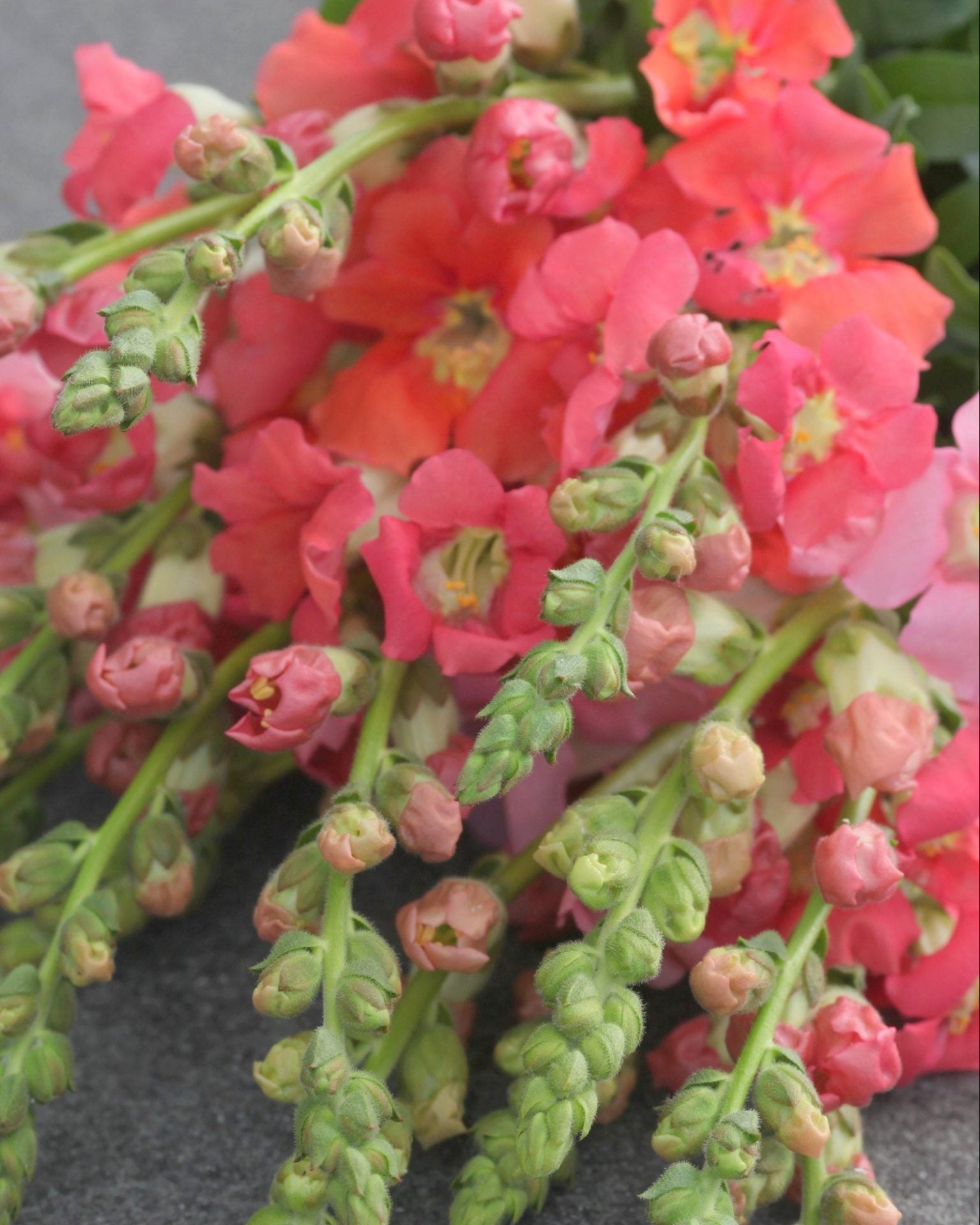 Løvemunn Chantilly Bronze - bronsefarget løvemunn i vase som snittblomst