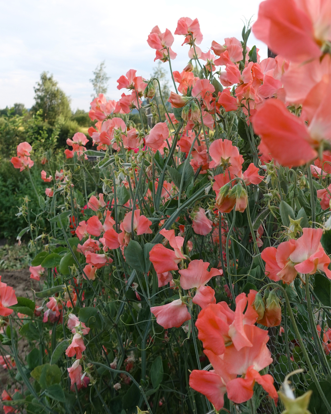 Erteblomst Maloy - nærbilde av oransje-korallfargede erteblomster