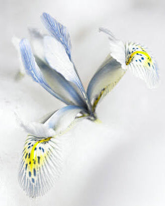 Iris Katharine Hodgkin – babyblå blomst med nesten grå toner som lyser opp tidlig vår